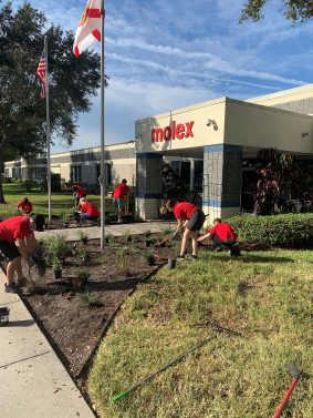  Volunteers from the Molex Tampa Bay office took time out of their weekend last October to plant a pollinator habitat